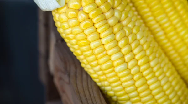 Стиглі зерна кукурудзи — стокове фото