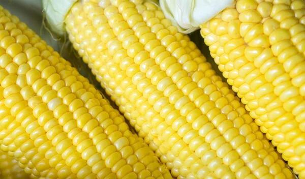 Granos maíz maduro —  Fotos de Stock