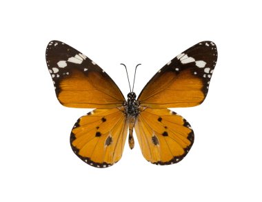 ortak kaplan kelebek, Danaus Genutia, monarch kelebek isol