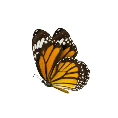 ortak kaplan kelebek, Danaus Genutia, monarch kelebek isol