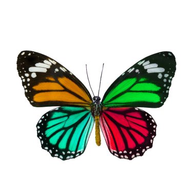 Renkli kelebek, Danaus Genutia, monarch kelebek isol