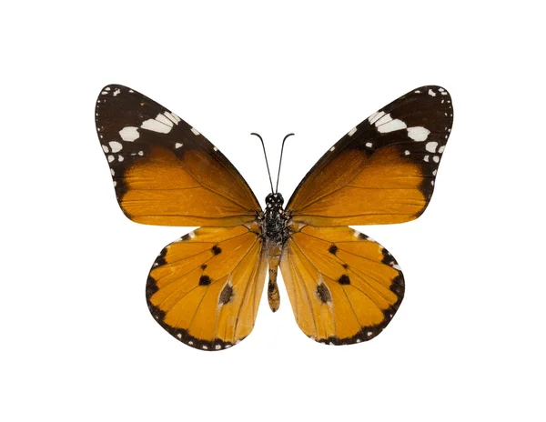 Común tigre mariposa, Danaus Genutia, mariposa monarca isol —  Fotos de Stock