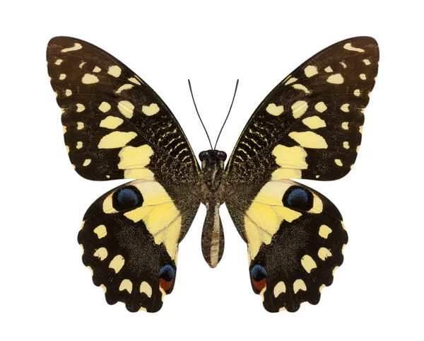 흰색 바탕에 라임 나비 낮은 날개 프로 파일 격리. — 스톡 사진