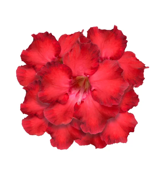 Wüstenrose oder Impala-Lilie oder Scheinazalee-Isolat auf Weiß — Stockfoto