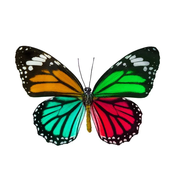 Borboleta colorida, Danaus Genutia, monarca borboleta isol — Fotografia de Stock