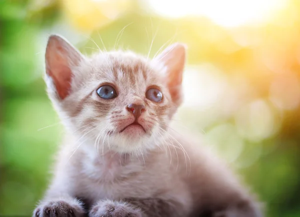 Chat en après-midi lumière du soleil et fond bokeh vert — Photo