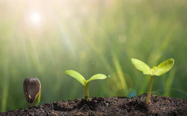 Pequena planta em pilha de solo — Fotografia de Stock