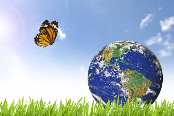 Butterfly and Planet Earth on beautiful green grass