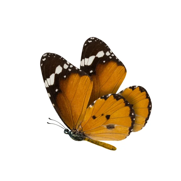 Обыкновенная тигровая бабочка, Danaus Genutia, изол бабочки-монарха — стоковое фото