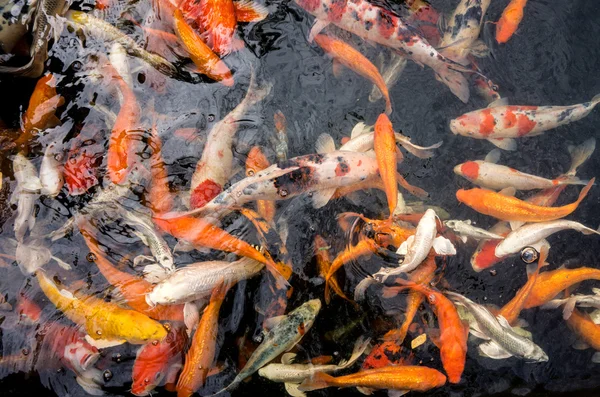 Muchos peces koi coloridos en el agua —  Fotos de Stock