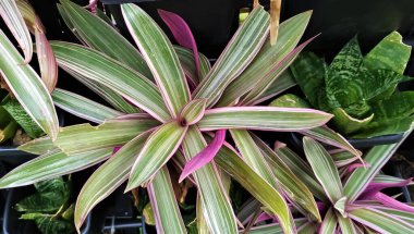 Bahçede güzel bir süsleme bitkisi