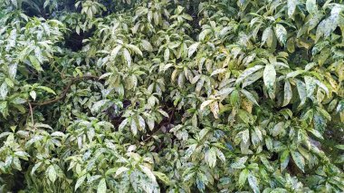 Bahçede güzel bir süsleme bitkisi