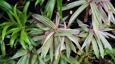 Bahçede güzel bir süsleme bitkisi