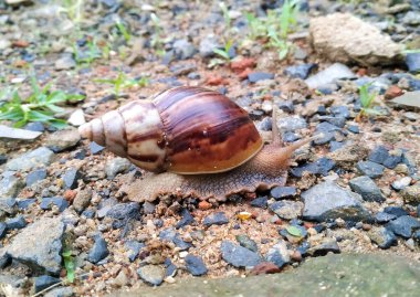 Yürüyen güzel bir salyangoz