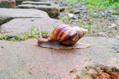 Yürüyen güzel bir salyangoz