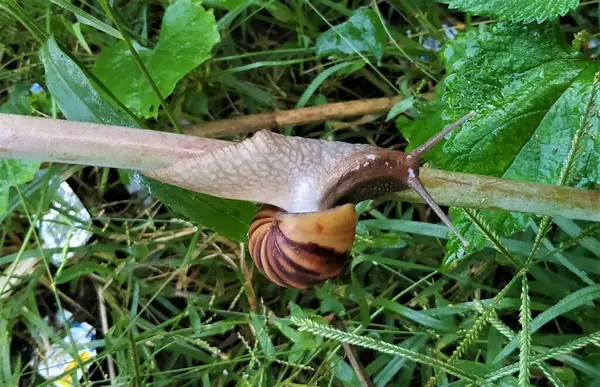 Escargot Terrestre Grimpe Une Plante — Photo