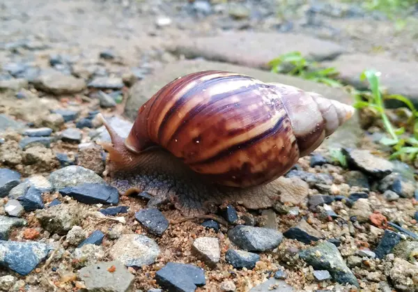 Beautiful Walking Land Snail — Stock Photo, Image