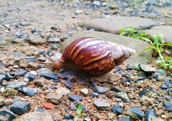 Magnifique Escargot Terre Pied — Photo