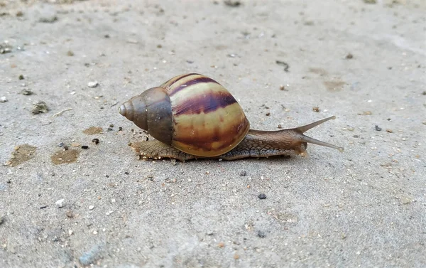 Beautiful Walking Land Snail — Stock Photo, Image
