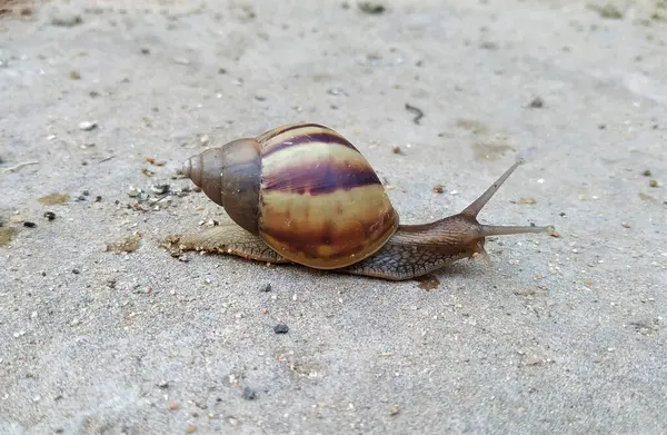 Beautiful Walking Land Snail — Stock Photo, Image