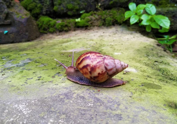 Belo Caracol Terra Ambulante — Fotografia de Stock