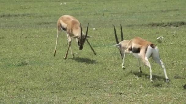 Two males of Thomsons gazelle — Stok video