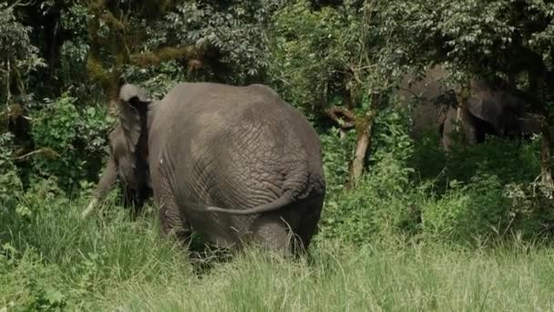 야생의 아프리카 코끼리. 응고 롱고 로 — 비디오