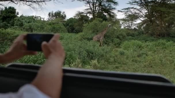 En flok giraffer går ind i skoven. Udsigt fra bilen. Safari – Stock-video