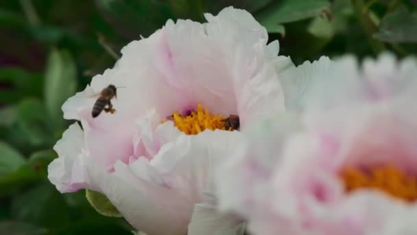 Bienen sammeln Pollen. Insekten sitzen auf einer Blume — Stockvideo
