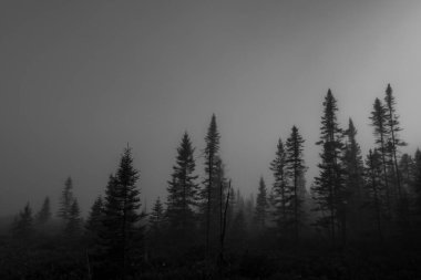 Arka plandaki ağaçlar sisli.