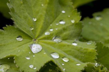 Su damlalı taze yeşil yapraklar.