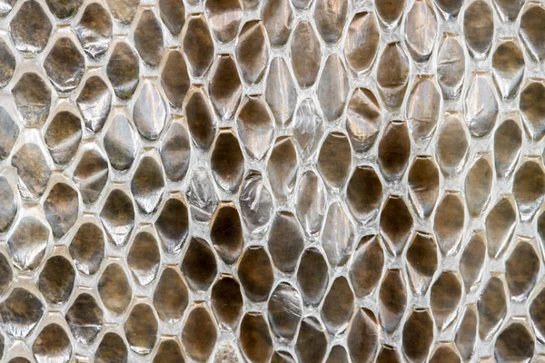 Snake skin scale pattern close up