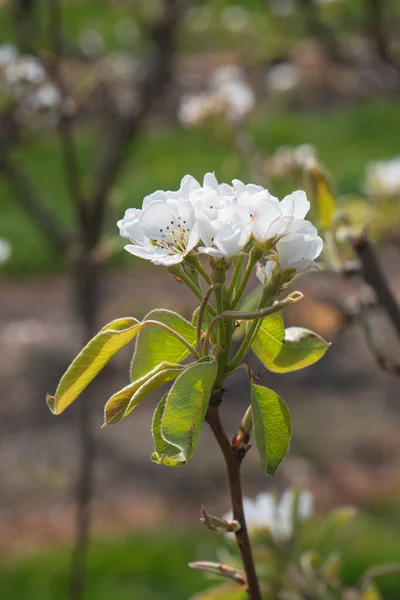 Les Fleurs Blanches Une Fleur Pomme — Photo