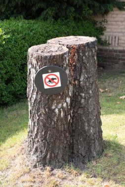 Kesilmiş ağaç gövdesi, kakası yok, köpekler için şarkı söylüyor.