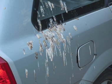 Ağacın altına park edilmiş gümüş araba kuş dışkılarıyla kaplıdır. Yan taraftan yatay olarak çekilmiş bir fotoğraf.