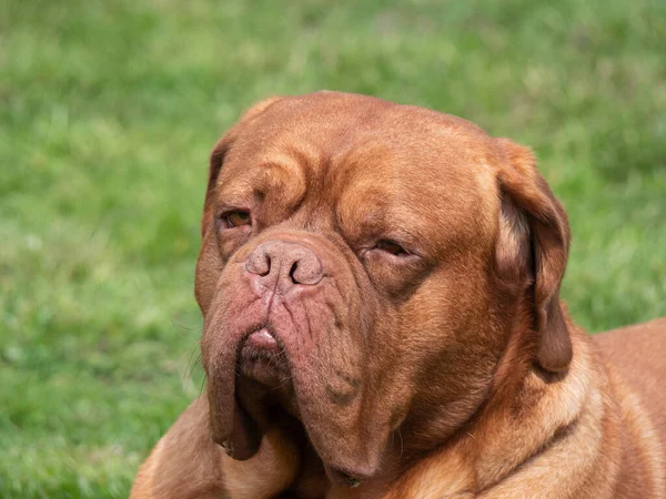 Foto Ritratto Mastino Francese Con Bel Sfondo Verde — Foto Stock