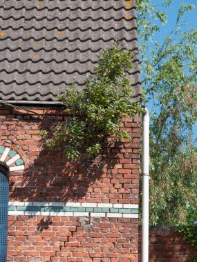 Kelebek çalılarının uzadığı cephede çatlak olan eski bir ev.