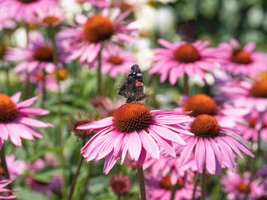 Vanessa atalanta ya da amiral kelebek Coneflower ya da Latince adıyla 