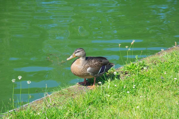 Female Mallard Species Common Temperate Subtropical Waters North America Asia — Stock Fotó