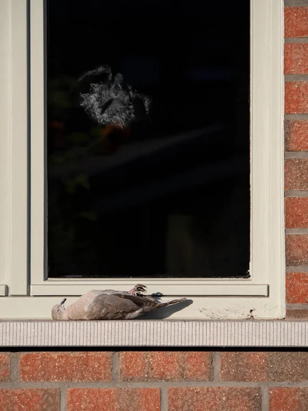 Silhueta Impressão Pássaro Que Bateu Uma Janela Com Pombo Morto — Fotografia de Stock