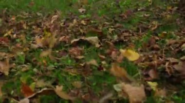 Yaprak vakum öğütücüsü kuru yaprakları üflemiş. Parkta sonbahar. Yavaş çekim.