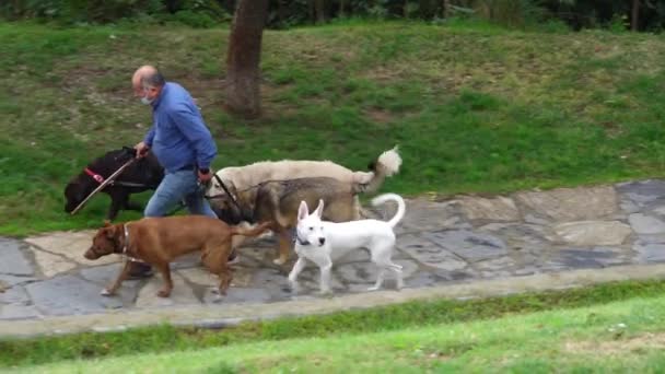 Dog Walker Парку Ятьма Різними Собаками Редакція — стокове відео