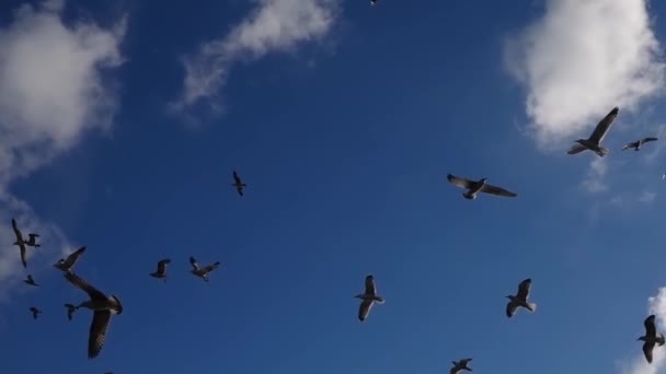 Birds Filled Sky Slow Motion — Stock Video