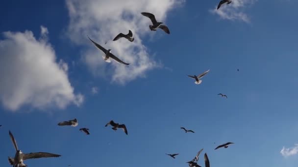 Birds Filled Sky Slow Motion — Stock Video