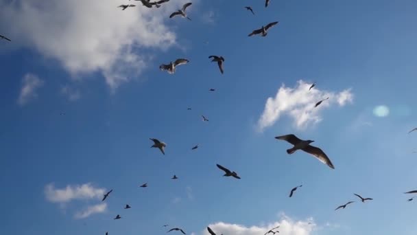 Birds Filled Sky Slow Motion — Stock Video