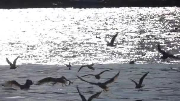 Seagulls Flying Luminous Sea Slow Motion — Stock Video