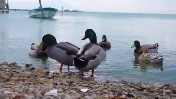 マラードダックは海で泳いでいます 水の上のアヒル アヒルは石の上に立つ 鳥は水中で泳ぐ 食べ物を探す ロイヤリティフリーのストック動画