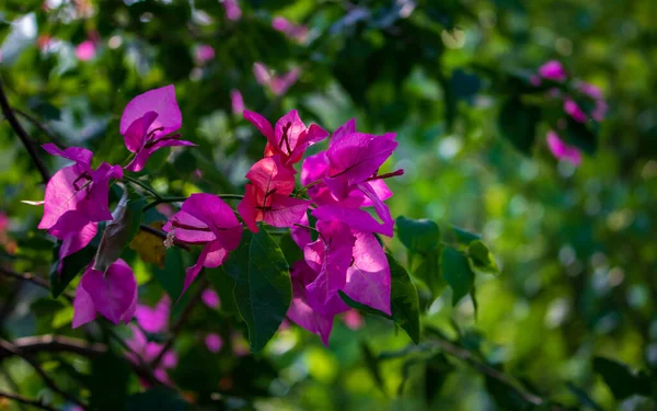 Piękna Gałąź Magenta Bougainvillea Kwiaty Liście Zielonym Rozmytym Tle — Zdjęcie stockowe