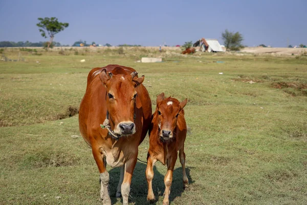 Una Vaca Madre Con Lindo Ternero Bebé Corriendo Una Playa — Foto de Stock