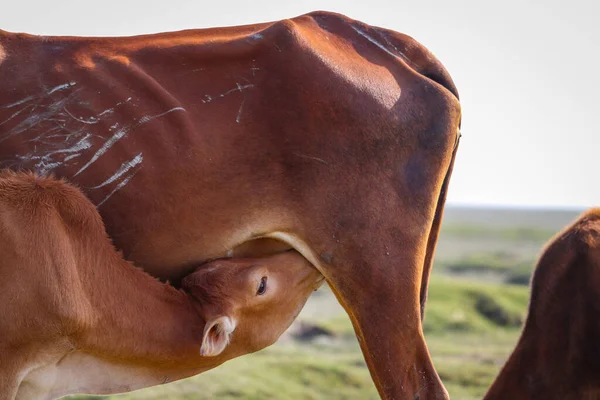 Primer Plano Ternera Linda Bebiendo Leche Madre Una Playa Verde — Foto de Stock